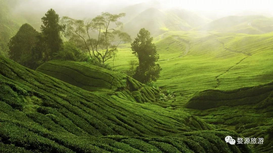 五一去婺源千古茶园,婺源茶文化旅游路线攻略
