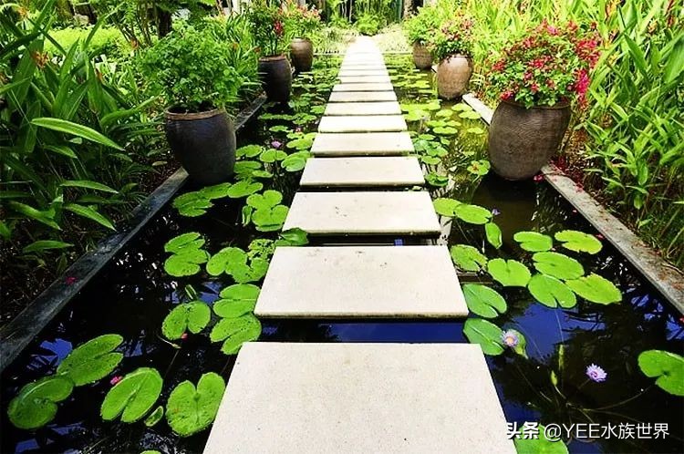 循环水养殖鱼马桶,多功能鱼缸养鱼小窍门