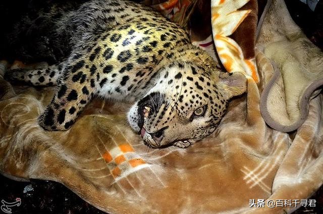 美洲豹是最强大的猫科,最凶猛的猫科动物美洲豹