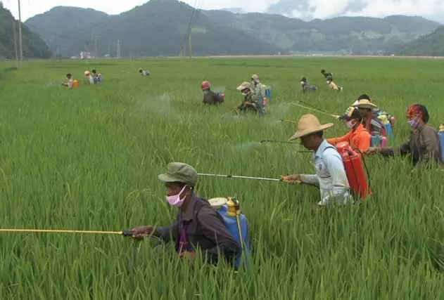 农药识别技巧口诀大全视频,农药识别口诀完整版