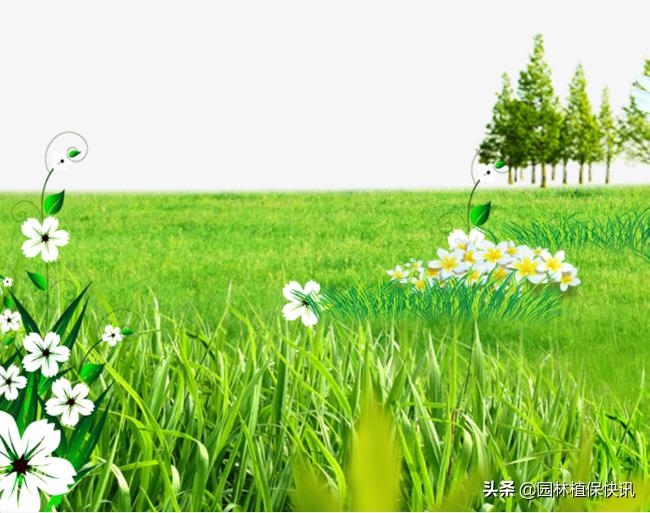 草坪养护的正确方法,要想草坪长得快用什么肥