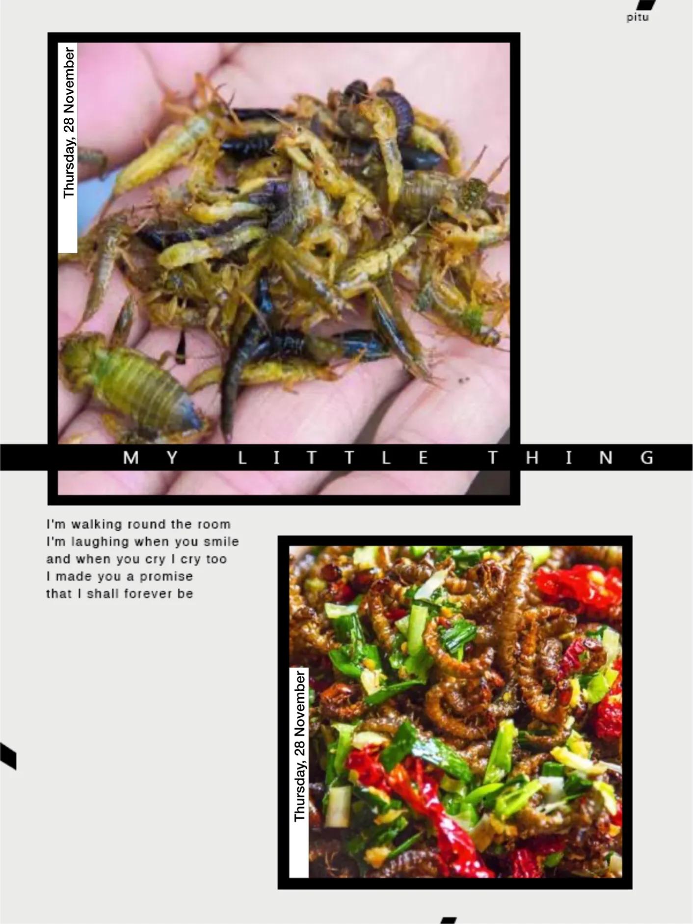 你们吃过哪些虫子,全是虫你们敢吃吗