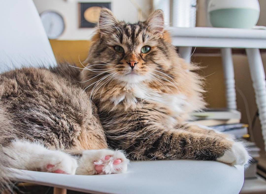 给猫咪按摩的重要性,给猫按摩对猫有好处吗