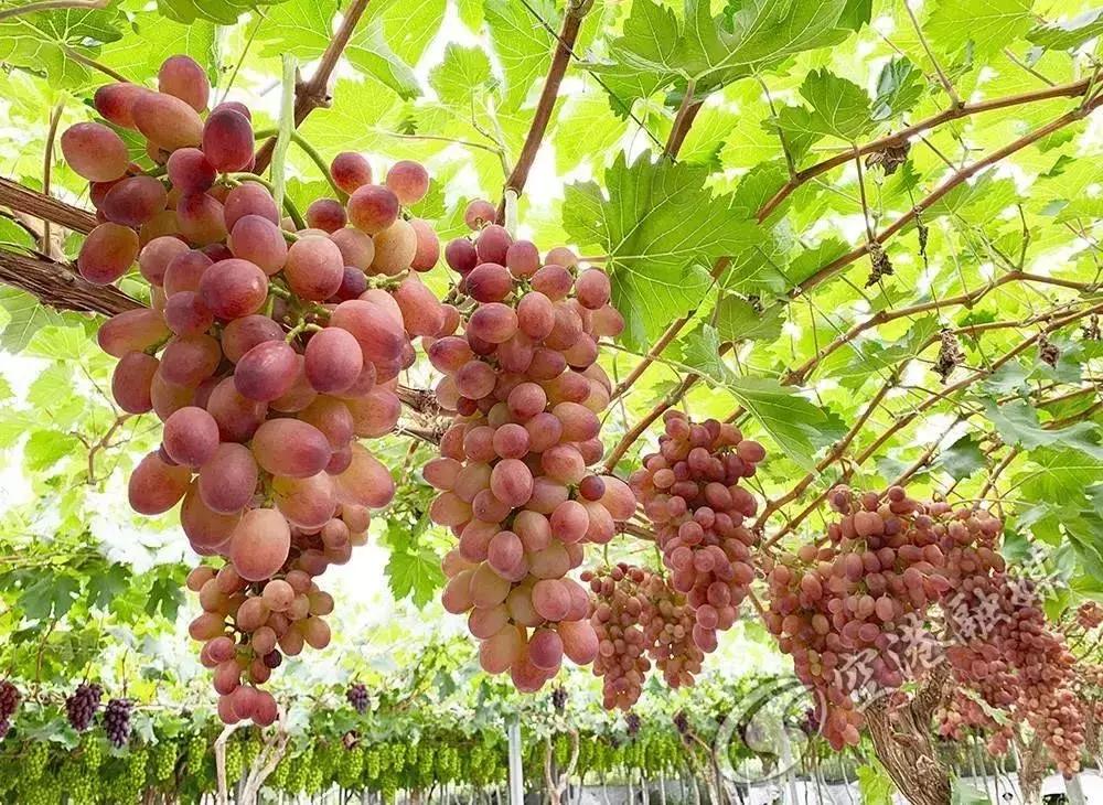 初夏时节果飘香采摘尝鲜正当时,红提采摘园