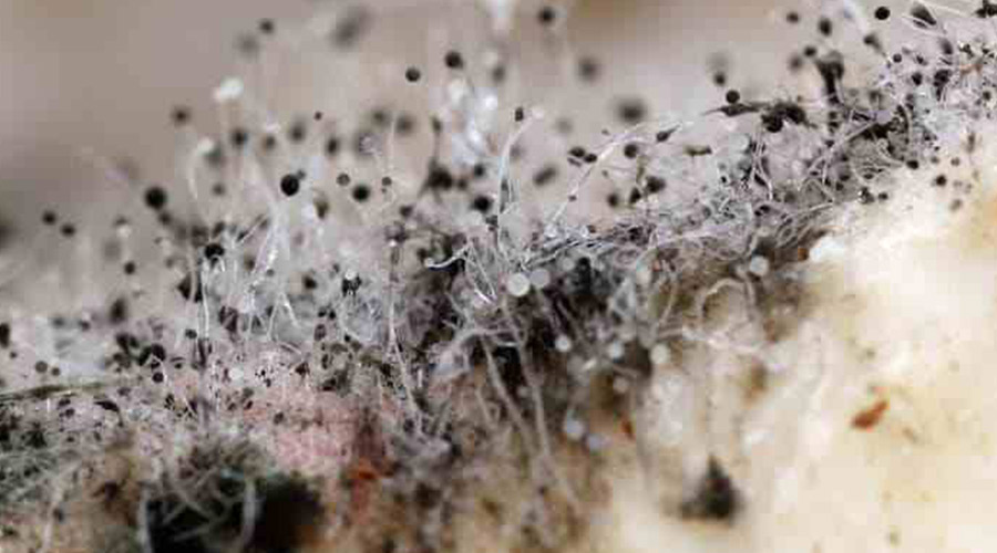 消毒剂有效浓度是多少,消毒剂有什么作用