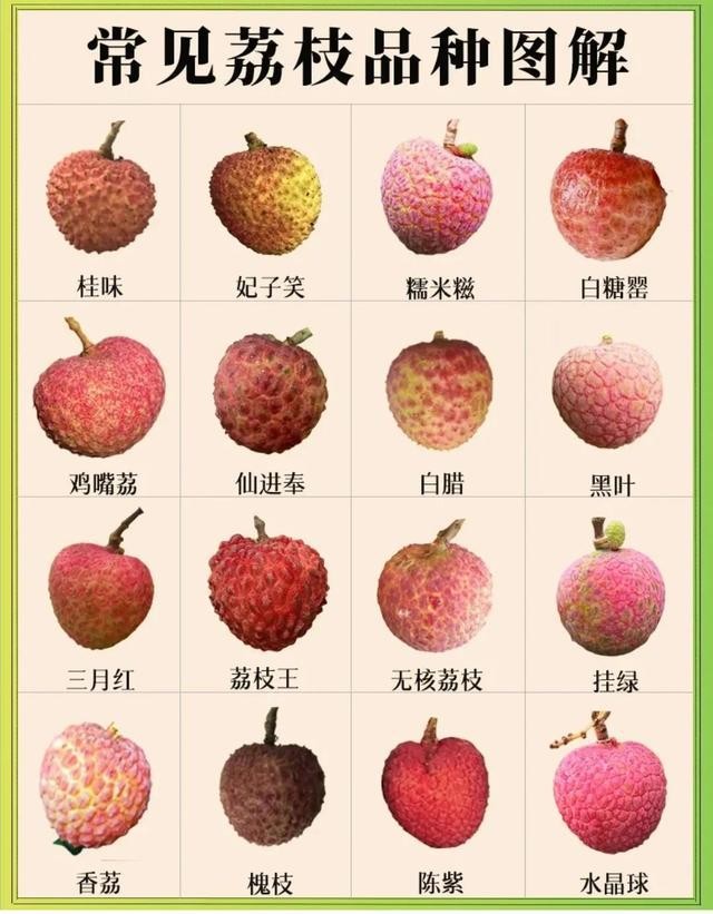 荔枝吃多了会得荔枝病吗,荔枝怎么吃不会得荔枝病