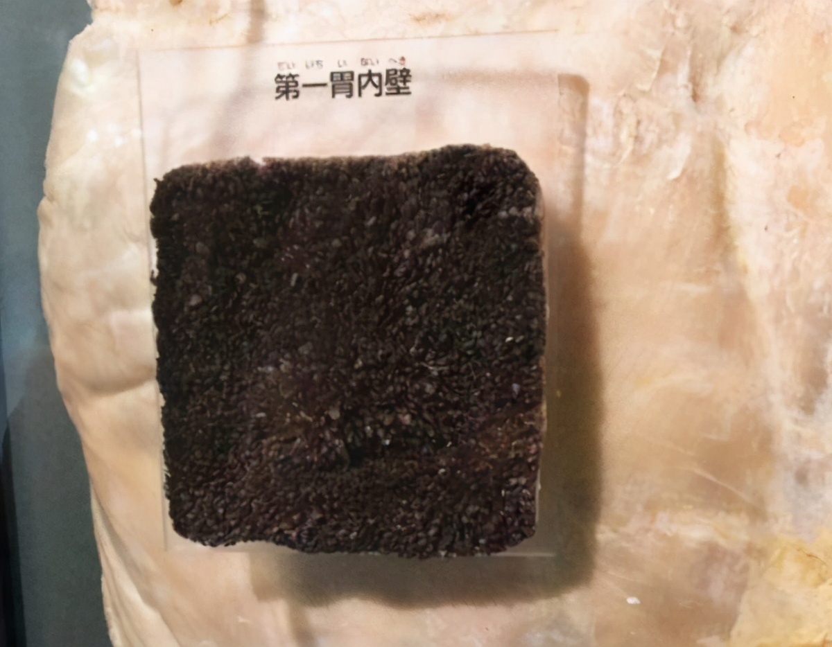 牛哪一个胃才是真正的胃,为什么牛有四个胃