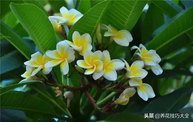 常见小区绿化100种植物图片,常见的水生植物有哪些种