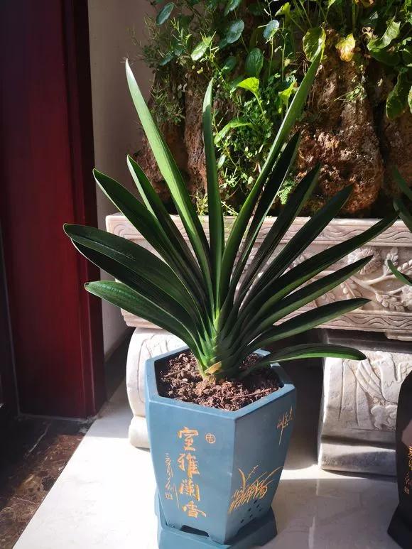 什么兰花春节前后开花又好养,春节期间开花的浓香型兰花