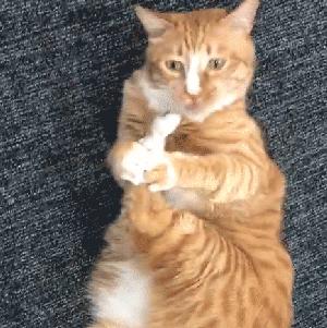 选猫砂防臭,天然矿石猫砂推荐测评