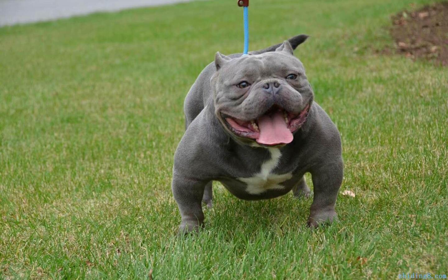 最齐全的狗狗品种介绍及图片,带你了解一下常见狗狗的品种