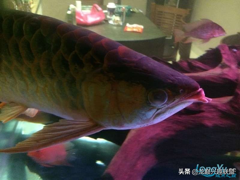 手把手教你做龙鱼最强营养秘方食谱--鲜虾牛肉狮子头，别馋哈