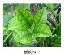 钙镁锌硼高产,钙镁硼铁镁什么农作物可用