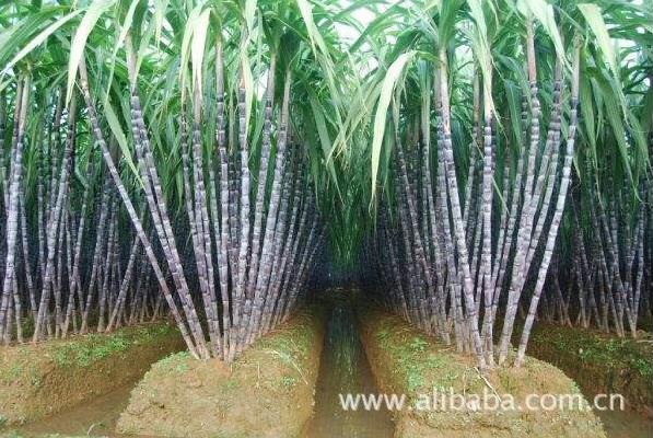 四川青皮甘蔗种植技术视频,四川种什么甘蔗最好产量又高