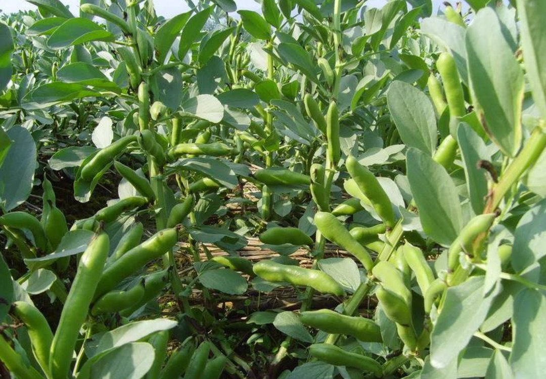 不压车，运费高，4月拉这种蔬菜，老司机赚的盆满钵满！