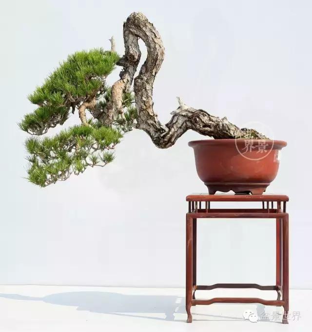 松树盆景经典大片,大斜杆式盆景得金奖作品松树