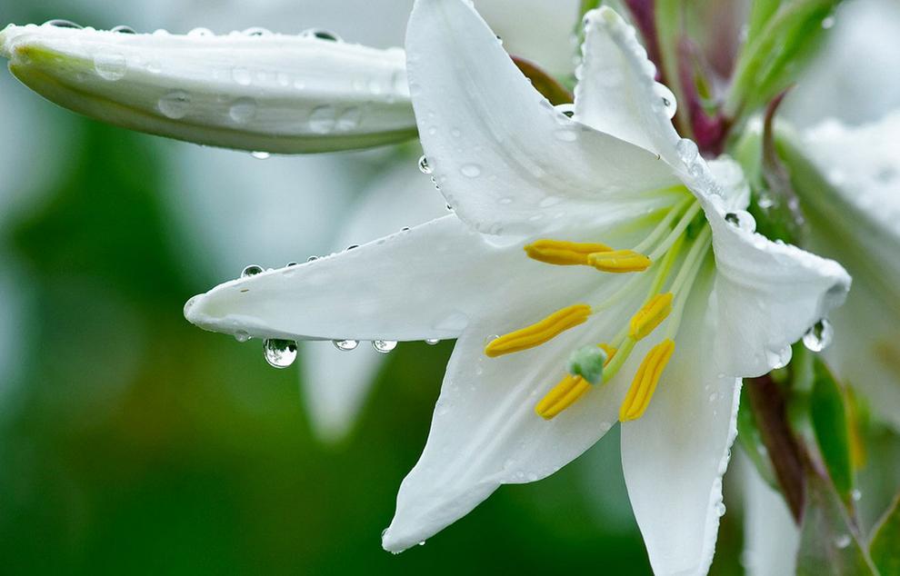 威廉·布莱克：一沙一世界，一花一天堂