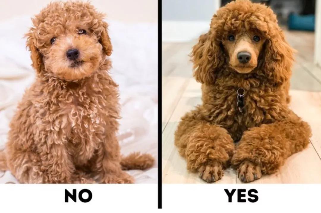 最好养不掉毛的狗狗,适合家养的狗狗推荐不掉毛