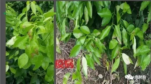 炭疽如何治疗以及预防,炭疽的预防和治疗