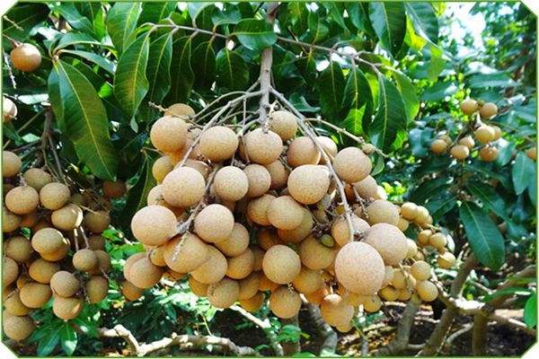 最全海南水果上市时间表,海南水果上市时间表收藏版