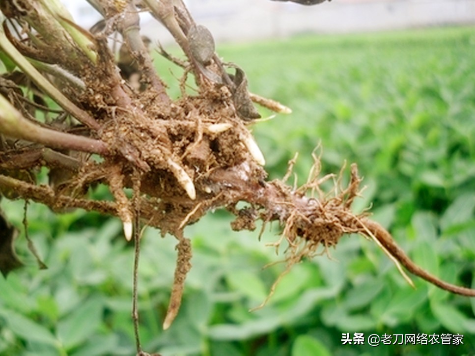 花生出苗不久死苗喷药几天有效,花生出苗后烂根发霉死苗怎么办