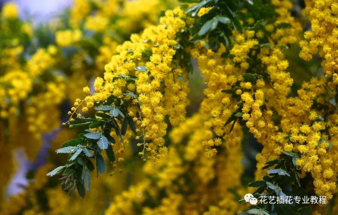 学花艺必备的花语,花艺师要知道的花与花语