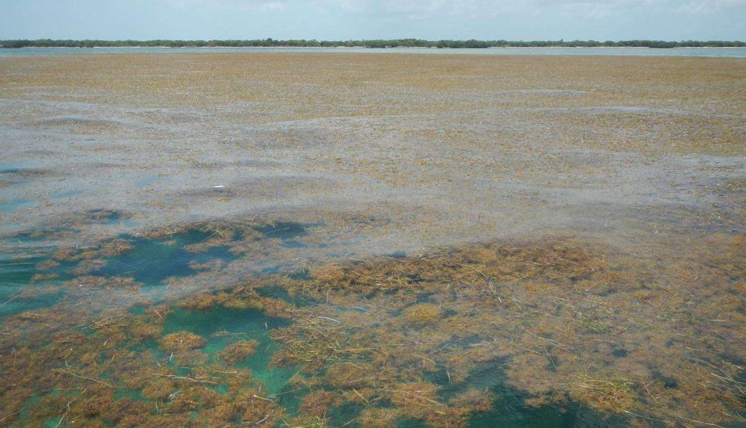 磷的科普视频,磷元素怎么发现的