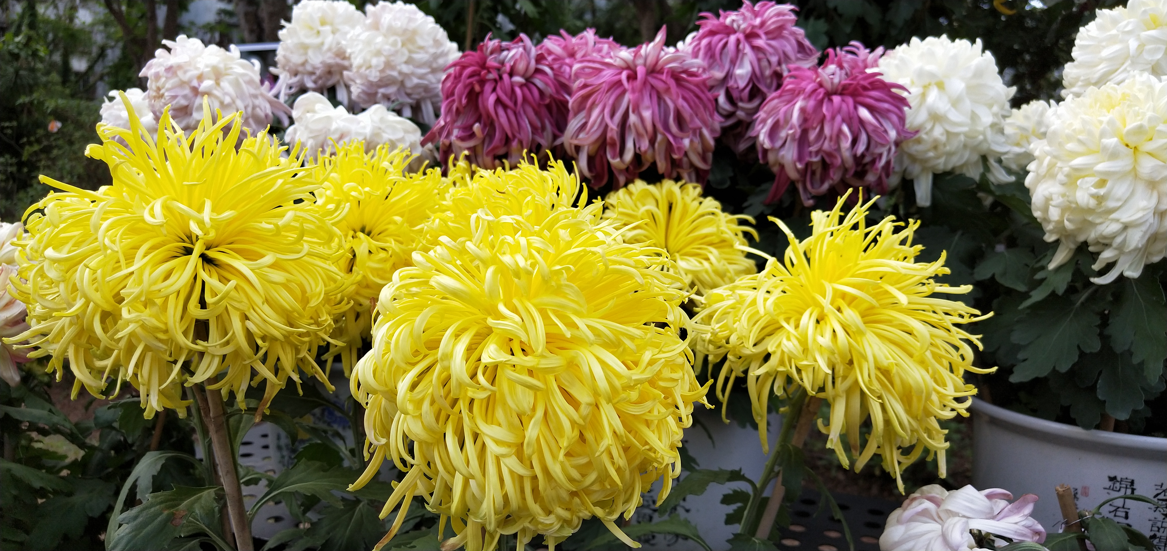 东湖公园菊花花展时间2021,深圳东湖荷节花展