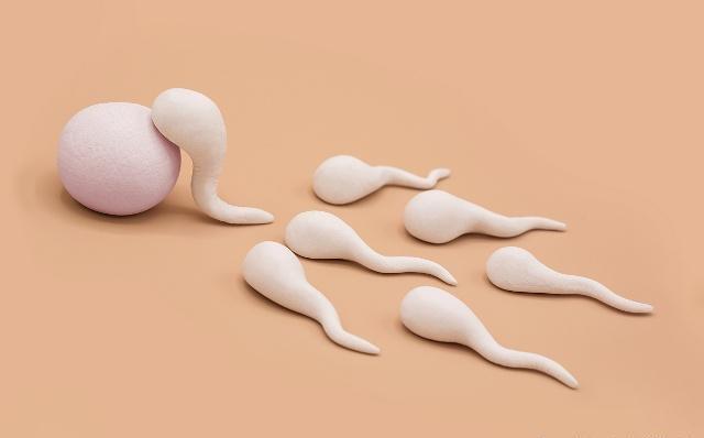 如果卵子没有排出来会怎样,如果卵子没有精子结合后会去哪里