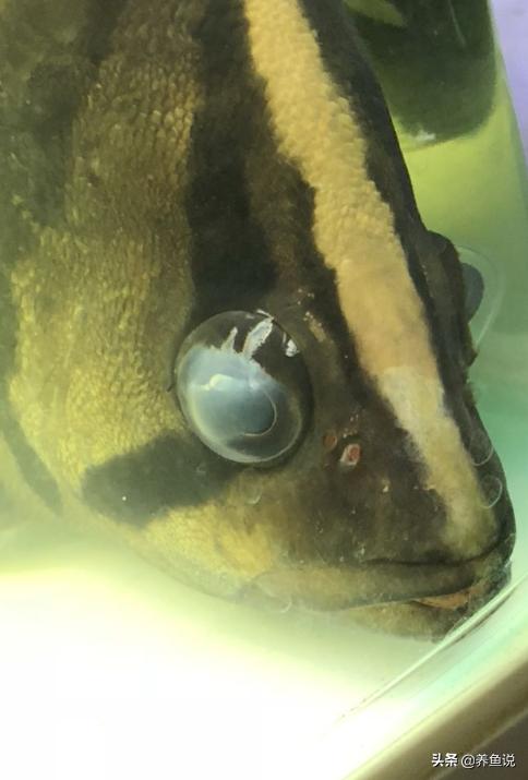 治疗观赏鱼蒙眼需要加温到多少度,蝴蝶鲤观赏鱼蒙眼有白色东西脱落