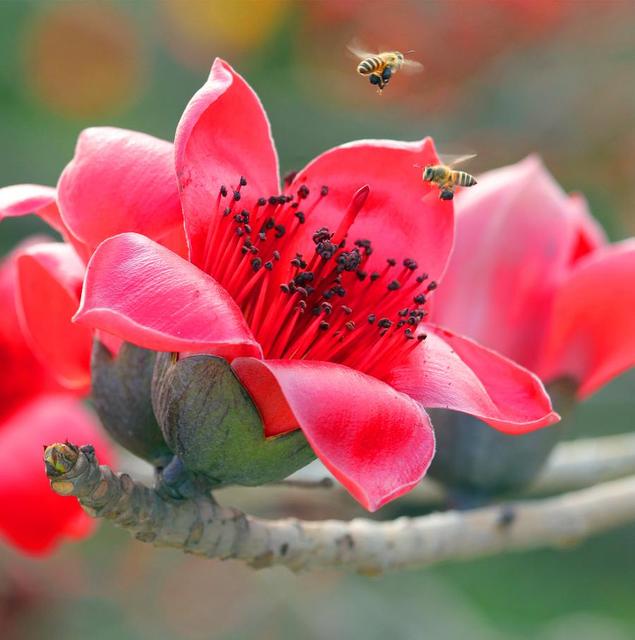 浓须大面好英雄，壮气高冠何落落，木棉花岂可用娇柔妩媚来形容