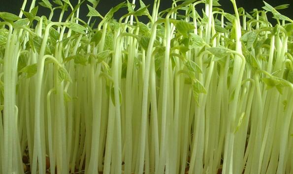 在家怎样种植简单的蔬菜,在家种植各种蔬菜方法