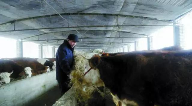 养牛老汉总结的30条养牛经验（1）