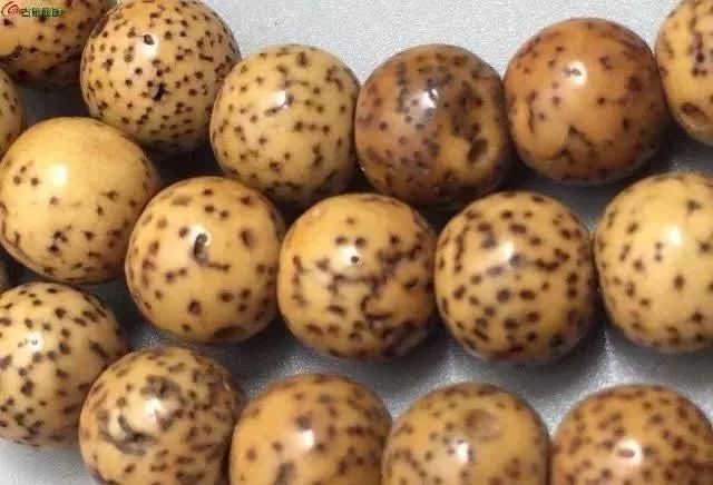 星月菩提奶油黄好还是顺白好,星月菩提奶油黄