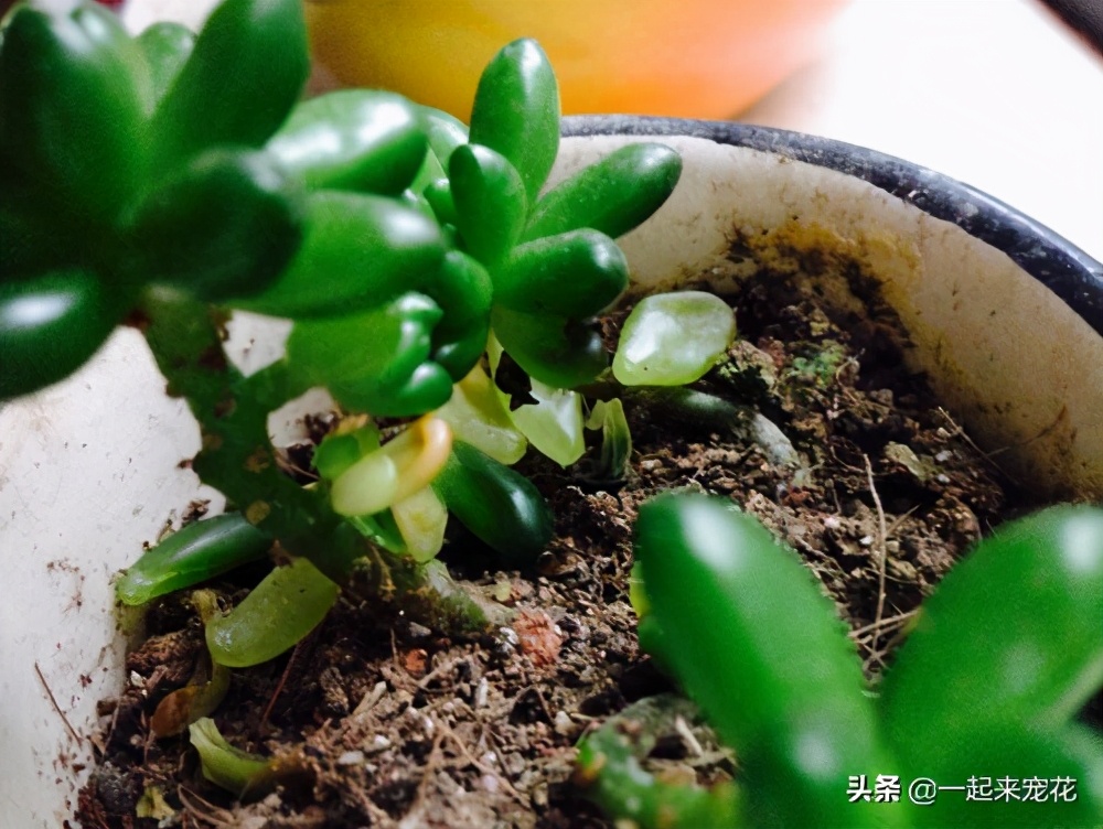 多肉法师一根老桩怎么样砍头,法师多肉老桩可以砍头吗