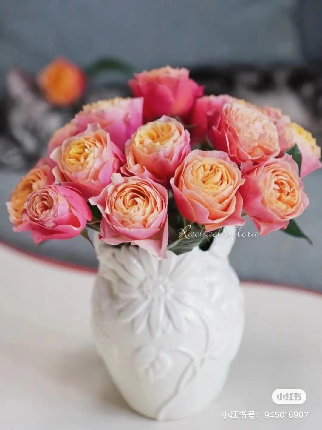 获得worldrose的12款月季品种,露台月季品种推荐