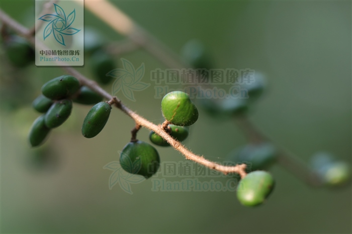 神农本草经中的药材图片,神农本草经高清彩图