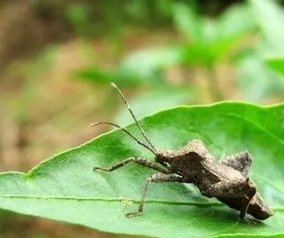 我就说网友拍到的金黄色类卵小粒状物是缘蝽卵，不信可以听我解释