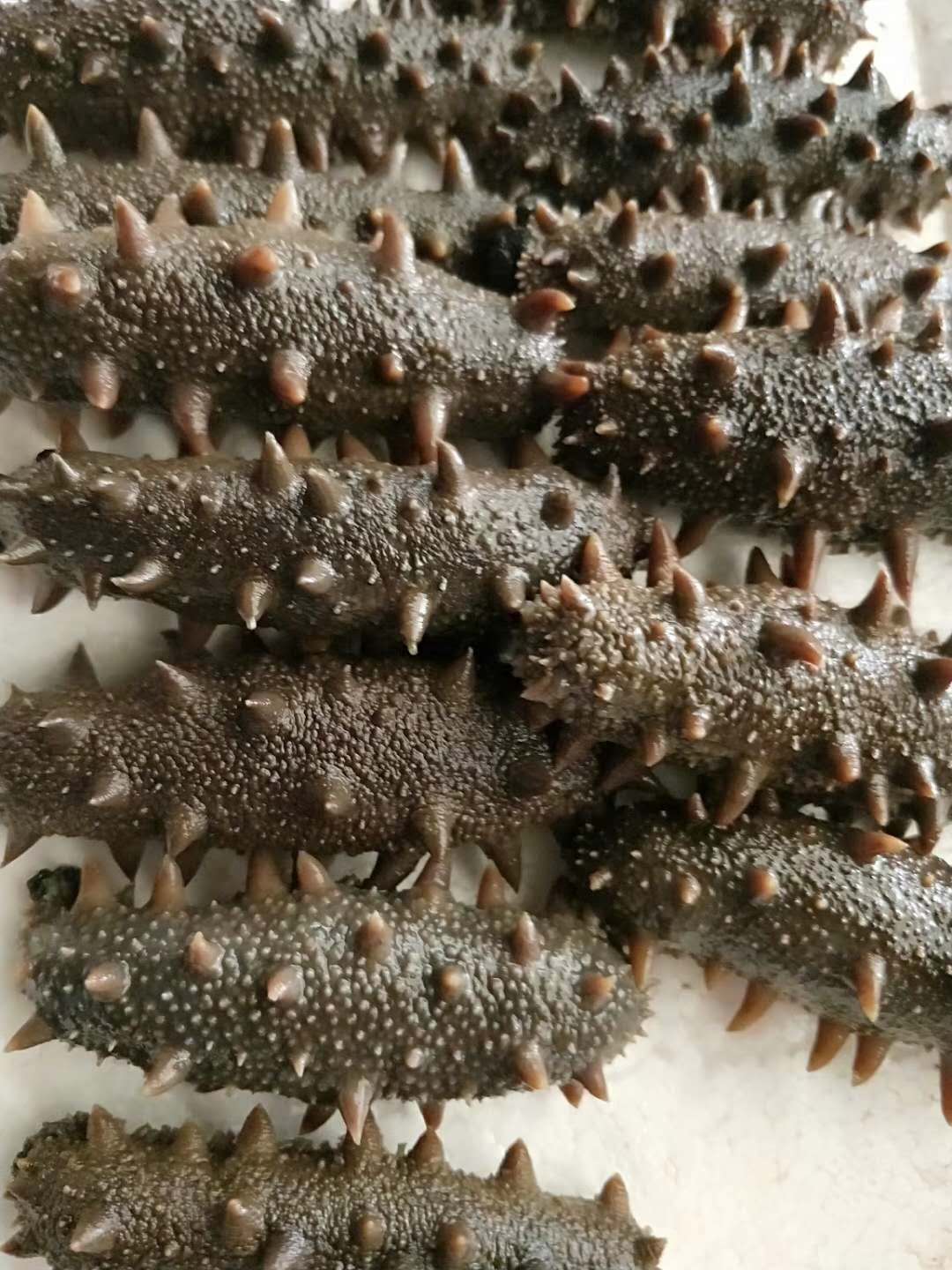 海参属于什么菜系,海参是山东特产吗