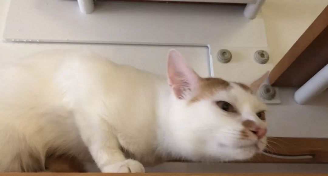 猫咪便秘怎么办教你一招解决,猫咪便秘大便干燥怎么解决