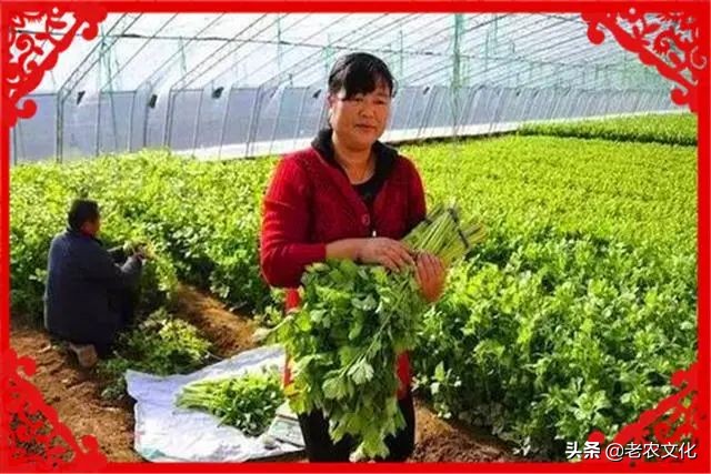 农村种植什么最赚钱又不愁销路,目前农村种植什么树最好赚钱