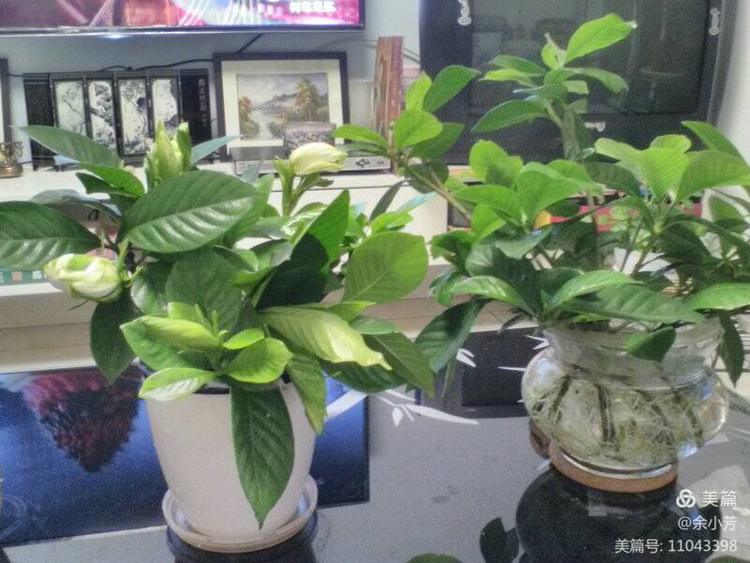 栀子花开舞蹈视频,栀子花开何炅