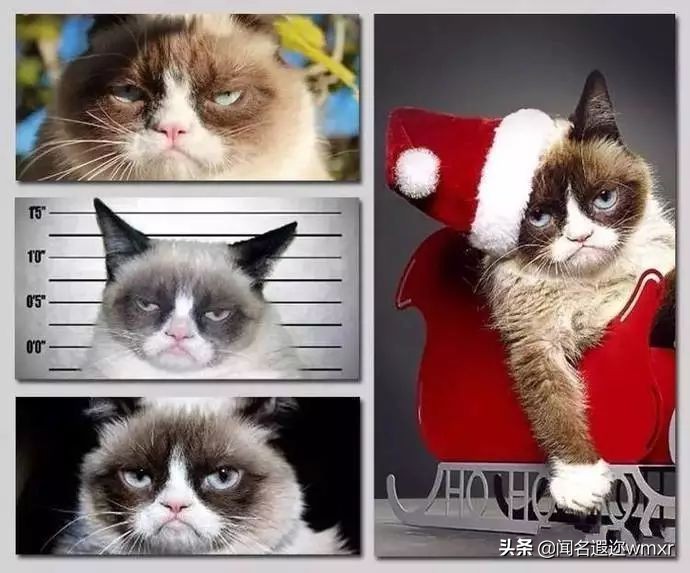 你有猫病表情包,你有猫病啊图片