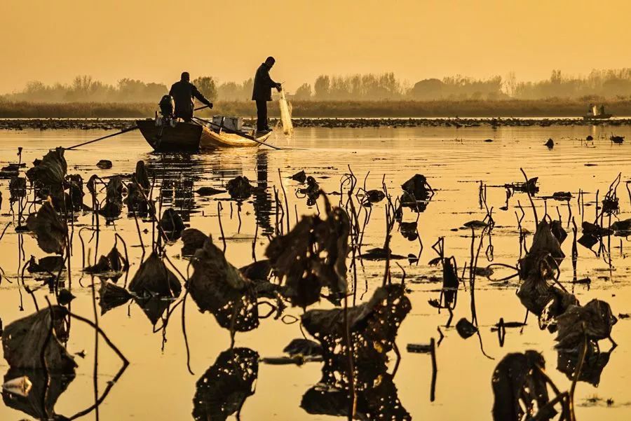 残荷七律诗100首,残荷与许日辉七律