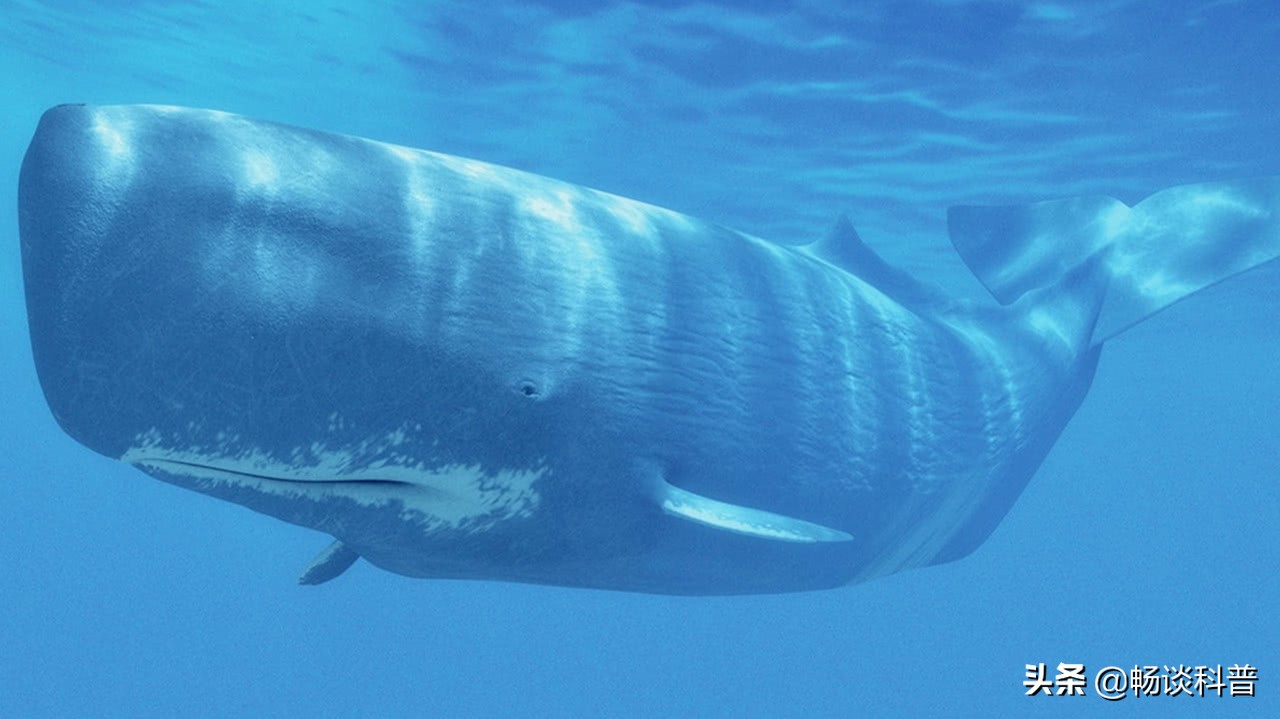 为什么世界上最香的物质和最臭的“生化*器武**”都来自于鲸鱼身上？
