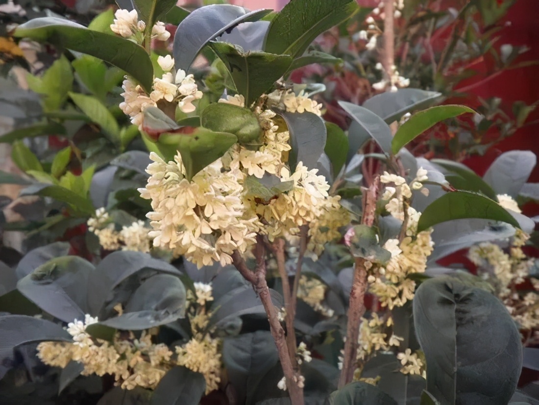 桂花发了好多新芽,桂花品种对比一览表