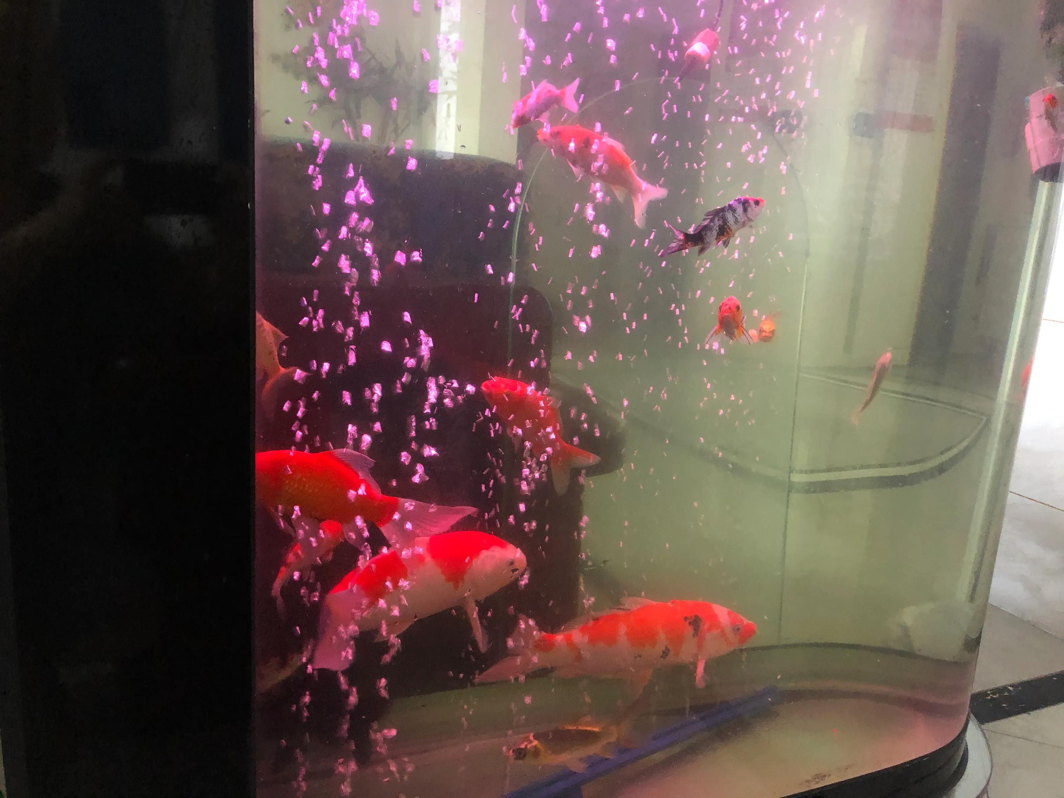 鱼儿烂鳃需要治疗多久,鱼儿烂鳍怎么治