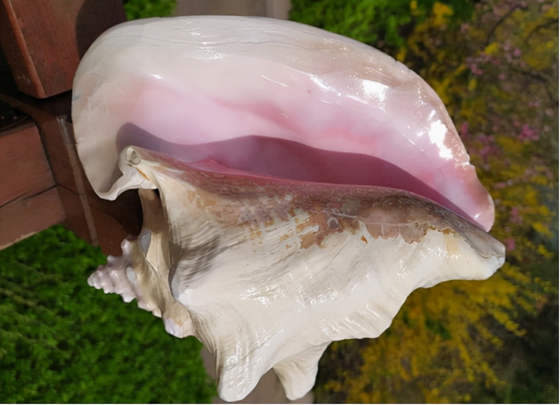 女子吃出的海螺珠值多少钱,吃出海螺珠价值1000万