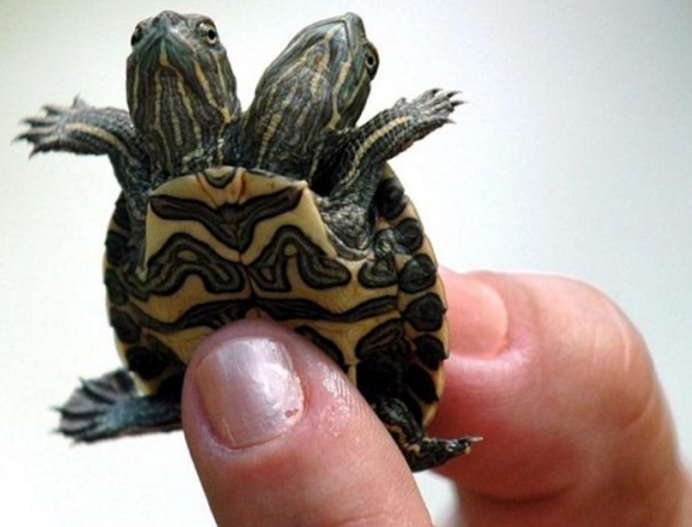 美国双头蛇同时吞下2只老鼠,双头蛇进食老鼠