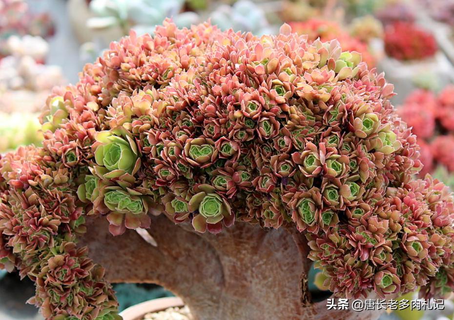一般的多肉植物老桩价格是多少,1米高的法师多少钱